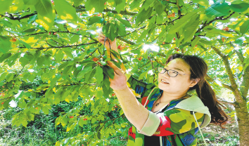 團結村的大櫻桃紅了