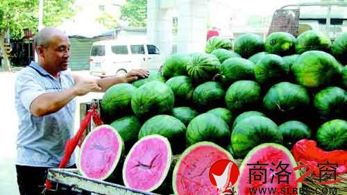 謝小榮把一車的西瓜整理好，準(zhǔn)備開業(yè)。