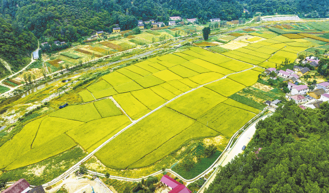 稻谷飄香說(shuō)豐年