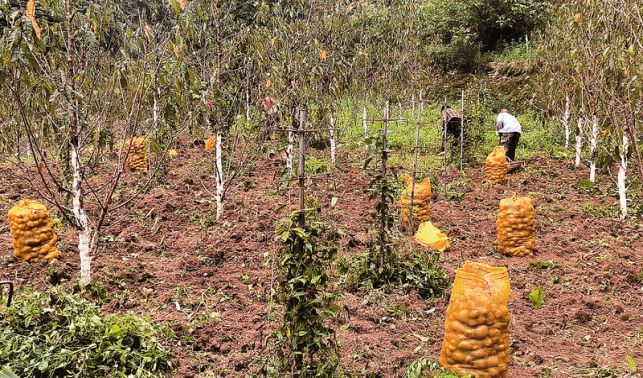 高山土豆迎來(lái)收獲季