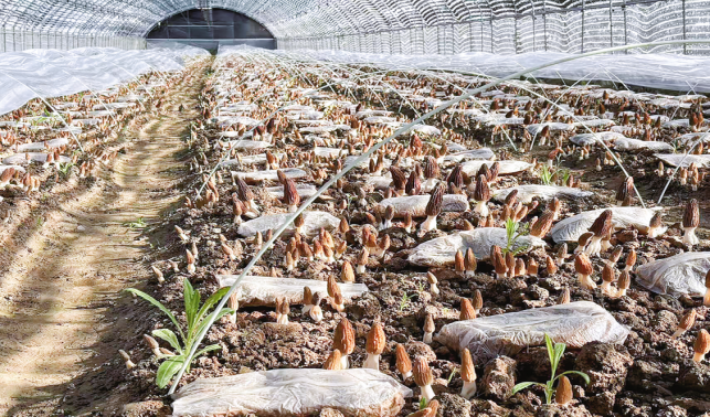 石灣村 羊肚菌成富民“金鑰匙”