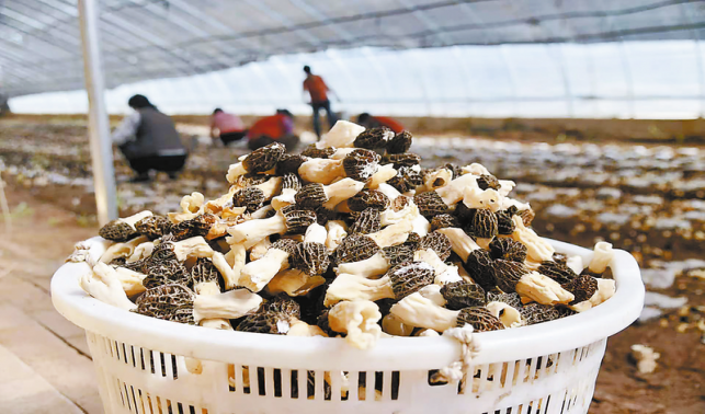 蹚出生態(tài)農(nóng)業(yè)強(qiáng)鎮(zhèn)之路