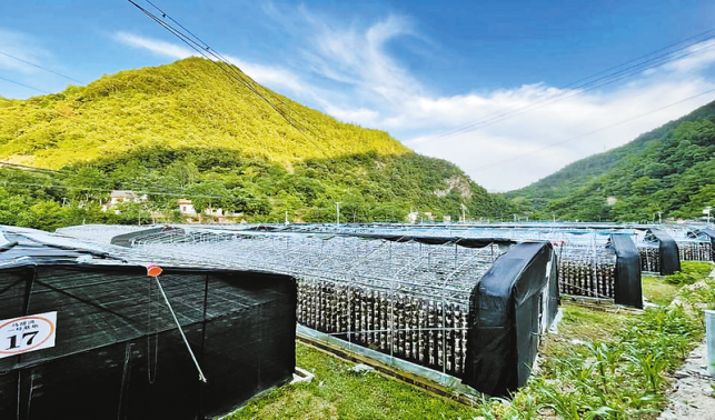 種下黑木耳 開(kāi)出“致富花”