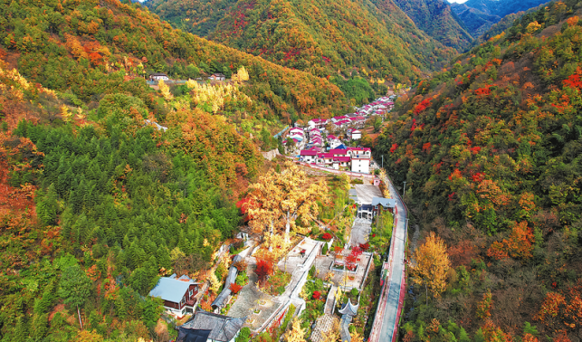 “夫妻”銀杏樹與一個(gè)村莊的蝶變