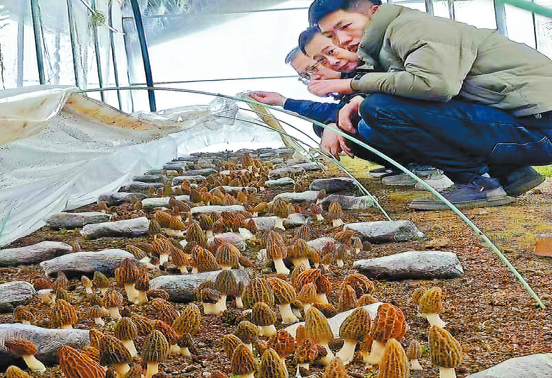 羊肚菌帶來好“錢”景