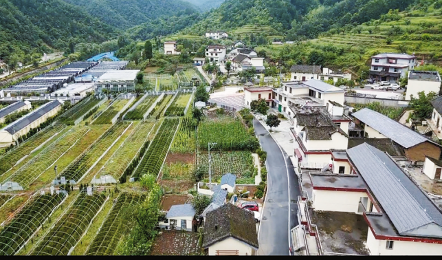 新合村 多元發(fā)展共繪振興新畫卷