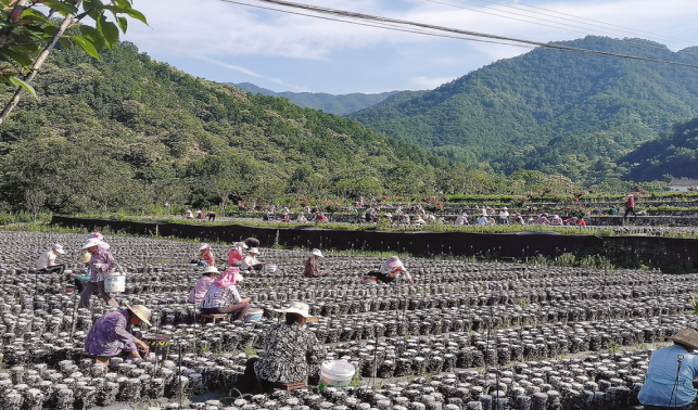 老庵寺村的蝶變之路